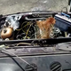 Illustration for article titled Here Is What Happens When You Fill A Cars Engine With Coke And Mentos